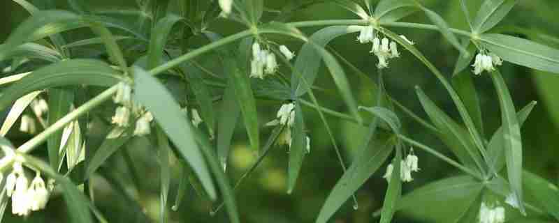 怎样种植黄精,种植黄精需要装肥料吗？